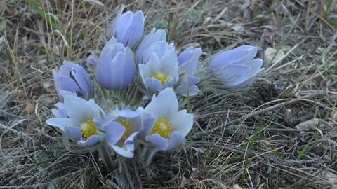 Looking down into a cluster of spring wild crocus flowers  Stock Footage 151166025
