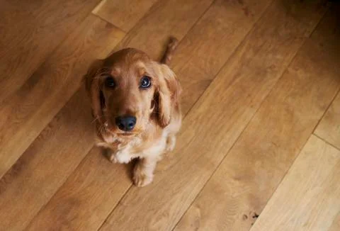 Looking Down As Cocker Spaniel Puppy Sits On Wooden Floor Stock Photos