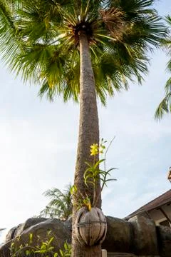 Looking up from down of coconut tree hanging with beautiful flower in coconut Stock Photos