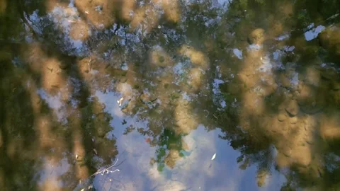 Looking down on creek in the forest 스톡 동영상 254038325