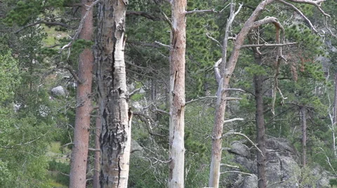 Looking down at creek rapids in a forest Video stock 40556982