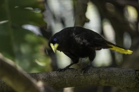 Looking down crested oropendola Stock Photos