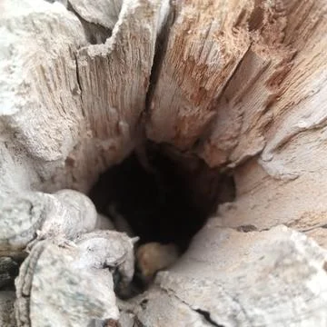 Looking down into dark rotted hollow space old wooden tree trunk 写真素材
