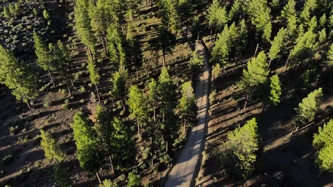 Looking Down at Dirt Road Through the Woods at Sunset - Toiyabe Forest Aerial Stock Footage 111399121