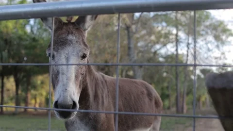 Looking Down on Donkey in Yard from Above Stock Footage 74280692