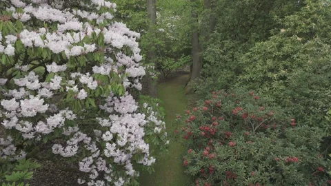 Looking down on an established Rhododendron, Forest of Dean, Gloucestershire. Stock Footage 326676394