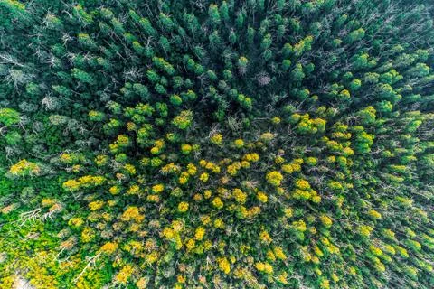 Looking down at eucalyptus tree tops - aerial view Stock Photos