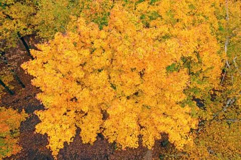 Looking Down into Fall Colors From a Lookout Tower 写真素材