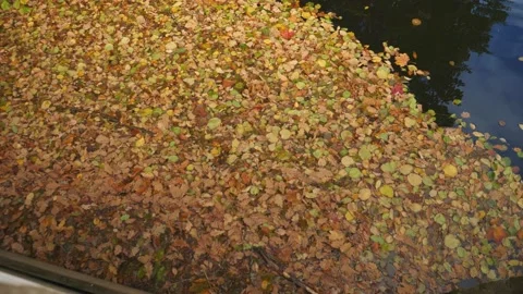 Looking Down at Fall Leaves Floating on Water Surface Vídeo Stock 225423906