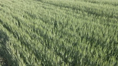 Looking down onto a field of green wheat that is gently swaying in a light wind. Stock Footage 232411084