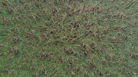 Looking down into a field of sugar cane Stock Footage 309843193