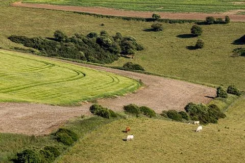 Looking down at fields in the South Downs, with cattle grazing in the early.. Stock Photos