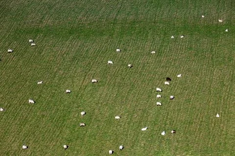 Looking down at a flock of sheep grazing on a hillside in the South Downs Foto stock