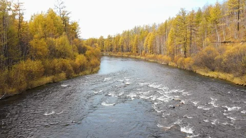 Looking down on forest of breathtaking Autumn colors with winding river, aerial Stock Footage 99557971