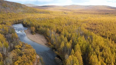 Looking down on forest of breathtaking Autumn colors with winding river, aerial Vídeo Stock 99859751