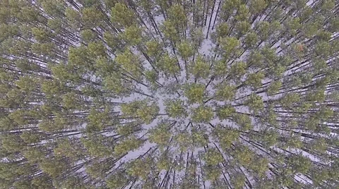 Looking down on forest canopy left to right Stock Footage 44266751