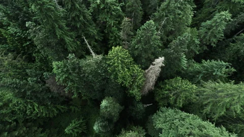 Looking down at a forest Video stock 154923126