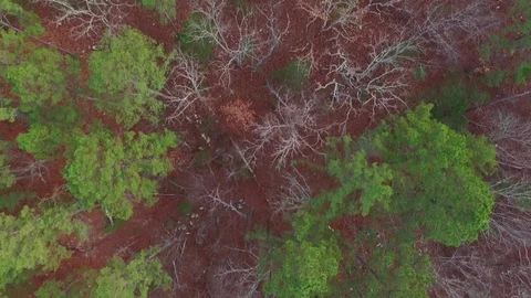 Looking Down at Forest Wilderness Stock-Footage 75611391