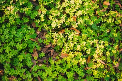 Looking down on fresh green clover and dry leaves spring natural texture on a Stock Photos
