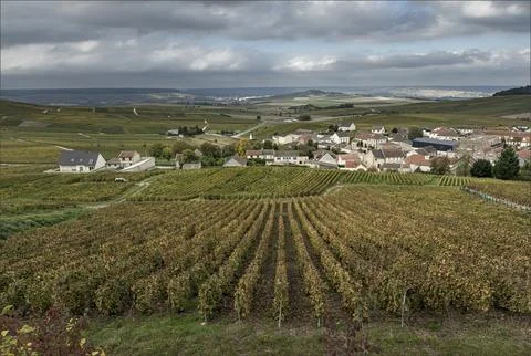 Looking down hill onto the vineyards of the Cotes de Blanc Stock Photos
