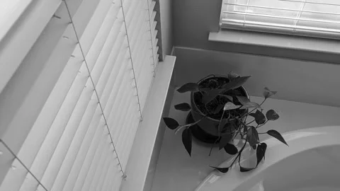 Looking down at houseplant next to windows and bathtub in black in white Stock Footage 305620350