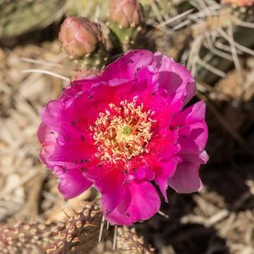 Looking down on insects crawling all over a pink strawberry hedgehog cactus.. Foto stock