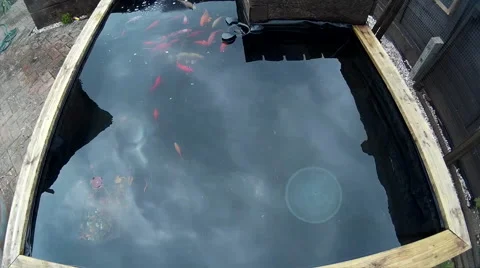 Looking down on Koi and Goldfish in pond 04 Video stock 49740717