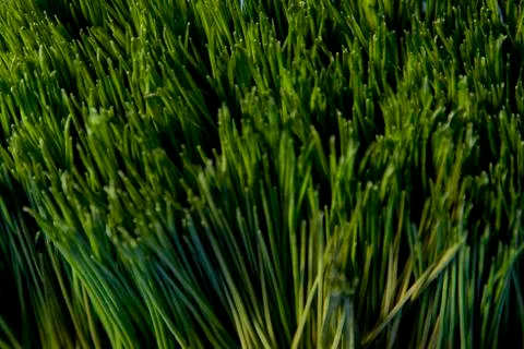 Looking down on long green grass Foto stock