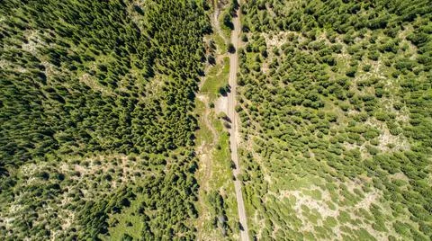 Looking down on a long road through the forest Stock Photos