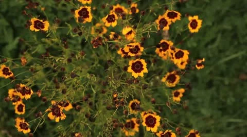 Looking down on Meadow Flowers HD File Stock Footage 10682876