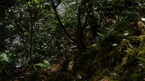 Looking Down Muddy Bank At River Stock Footage 91215526