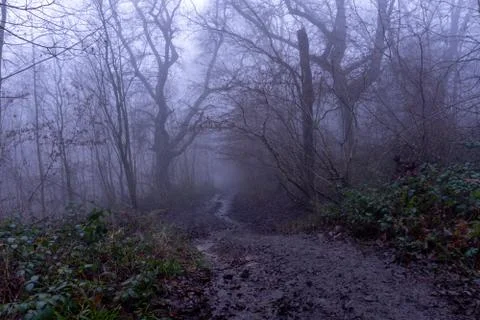 Looking down a muddy path through a spooky forest. On a foggy, winters day Stock Photos