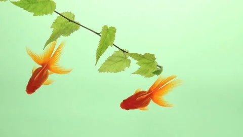 Looking Down at Multiple Goldfish Stock Footage 327419111