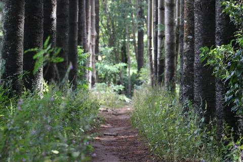 Looking down narrow path between pine trees into distance of forest Stock Photos