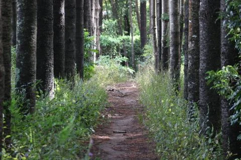 Looking down narrow path between pine trees into distance of forest Stock Photos