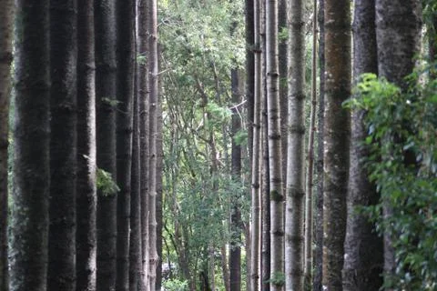 Looking down narrow space between pine trees into distance Stock Photos