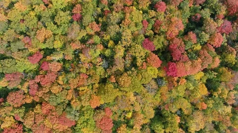 Looking Down on New England Forest With Vibrant Fall Foliage Stock Footage 284266574
