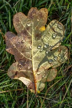 Looking down at an oak leaf with water drops on it, with selective focus Stock Photos