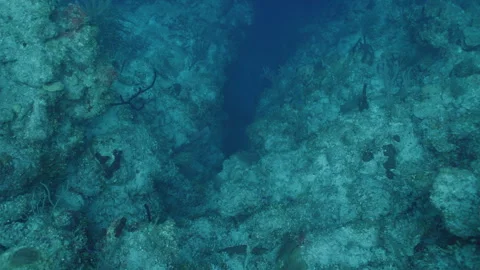 Looking Down a Ocean Reef Wall in Belize Stock Footage 306496067