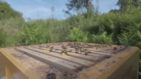Looking down into an open beehive at the top bars Stock Footage 341288657