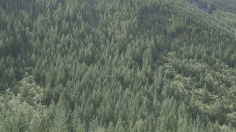 Looking down on oregon forest canopy, static telephoto shot Stock Footage 332239217