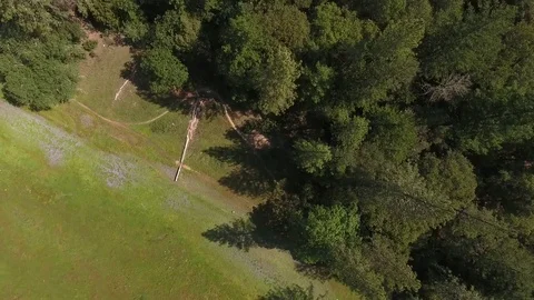 Looking down over evergreen forest Stock Footage 74753564