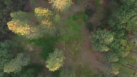 Looking down over evergreen forest Stock Footage 74753835