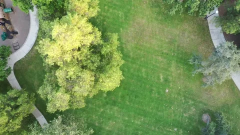 Looking down over grass and park with tree blowing in the wind Vídeo Stock 150936726