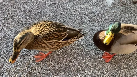 Looking down at a pair of ducks Stock Footage 262467208