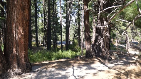 Looking down into a park in the woods Stock Footage 93470815