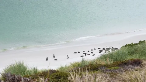 Looking Down On Penguin Colony Beach Falkland Islands 4K High Quality Stock Footage 277919986
