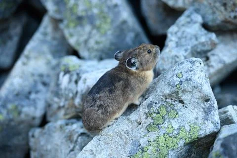 Looking down on Pika Фото