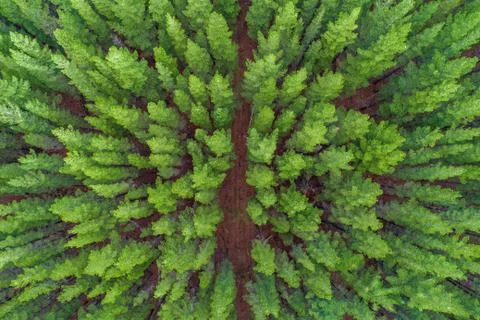 Looking down at pine tree tops - aerial view