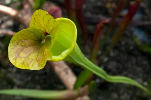 Looking down on a pitcher plant or trumpet pitcher Stock Photos
